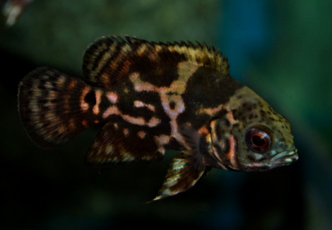 Astronotus Ocellatus Red Tiger S
