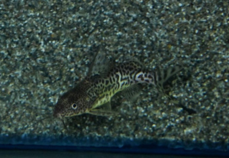 Synodontis Victoriae L