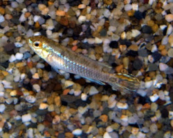 Taeniacara Candidi M