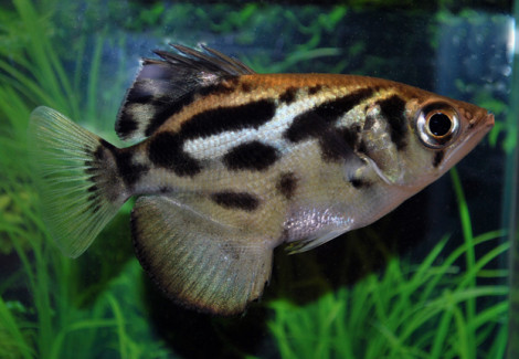 Toxotes Siamensis S/M