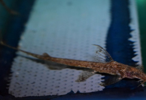 Trachyglanis Cf Sanghensis L