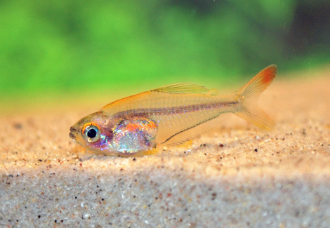 Trochilocharax Ornatus S