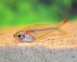 Trochilocharax Ornatus M