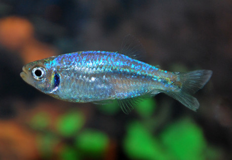 Tyttocharax Tambopatensis M