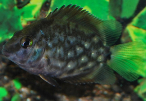 Uaru Amphiacanthoides S/M