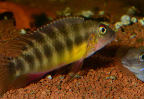 Wallaceochromis Humilis M