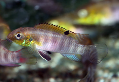 Wallaceochromis Signatus M
