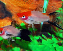 Xiph. Helleri Koi Wagtail M