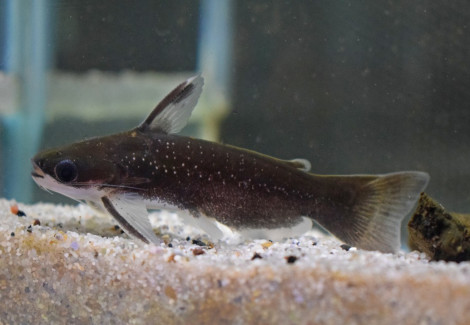Auchenipterichthys Caracoideus M