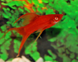 Xipho  Helleri Red Red Eye S