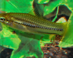 Xiphophorus Pygmaeus S