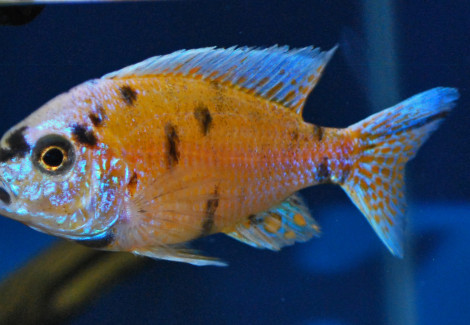 Aulonocara Sp. Orange Blotched S/M