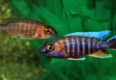 Aulonocara Jacobfreibergi Eureka Red S