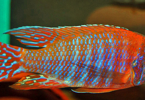Aulonocara Rubescens L
