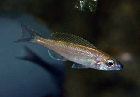 Cyprichromis Leptosoma Utinta S
