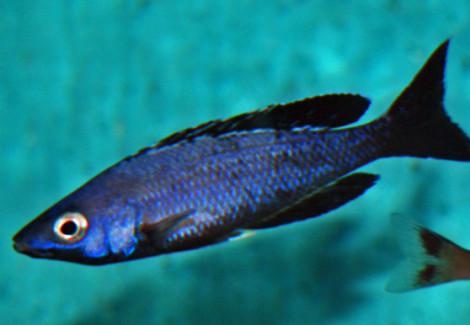 Cyprichromis Leptosoma Kitumba  M