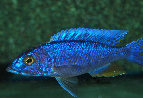 Sciaenochromis Fryeri S