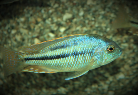 Chilotilapia Rhoadesii S