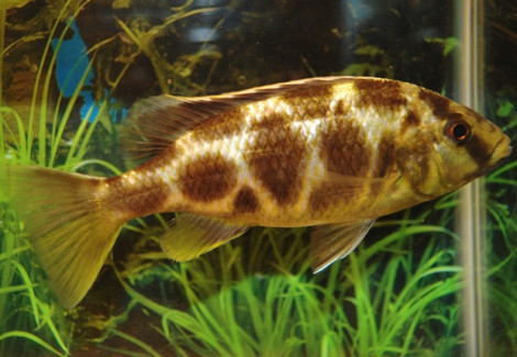 Hapl./Nimbochromis Venustus S