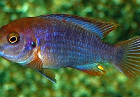 Iodotropheus Sprengerae M