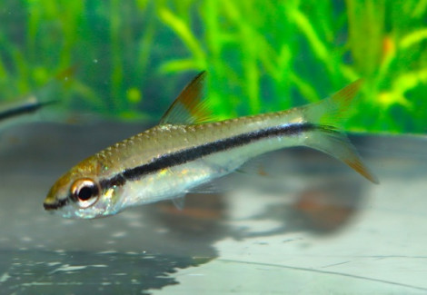 Enteromius Prionacanthus M