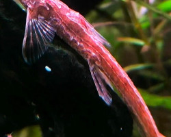 Belonoglanis Sp. Makoua M
