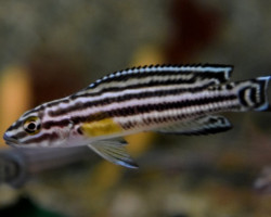 Julidochromis Regani S