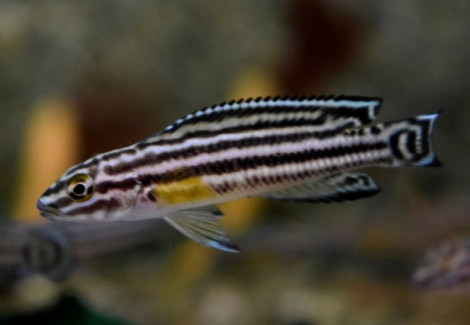 Julidochromis Regani S