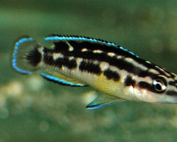 Julidochromis Transcriptus Black M/L