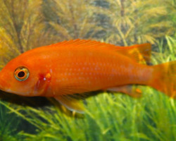 Labidochromis Sunflower M