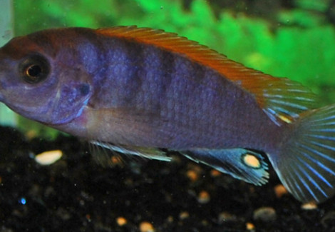 Labidochromis Sp. Hongi Red Top S/M