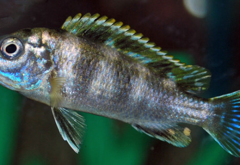 Labidochromis Sp. Perlmutt S/M