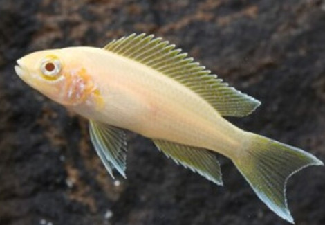 Neolamprologus Brichardi Albino S/M