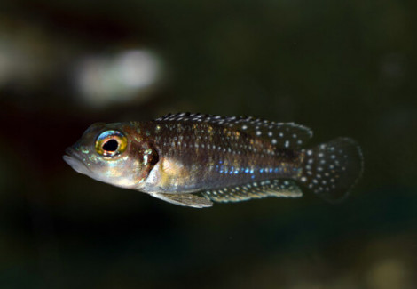 Lamprologus Meleagris S/M