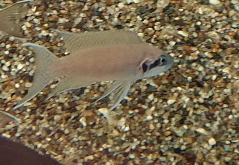 Neolamprologus Pulcher Daffodil L