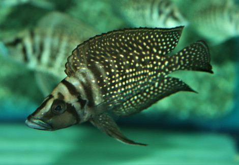 Altolamprologus Calvus Black M