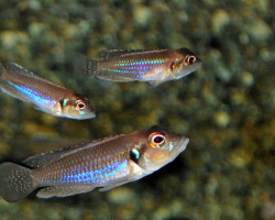 Lamprologus Ocellatus S