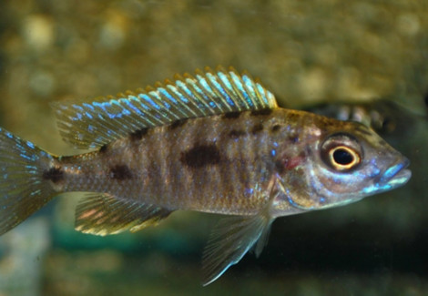 Otopharynx Lithobates S