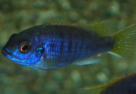 Pseudotropheus Sp. Acei S/M