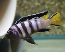 Pseudotropheus Elongatus M