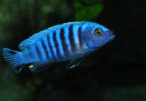 Pseudotropheus Sp. Kingsizei S/M