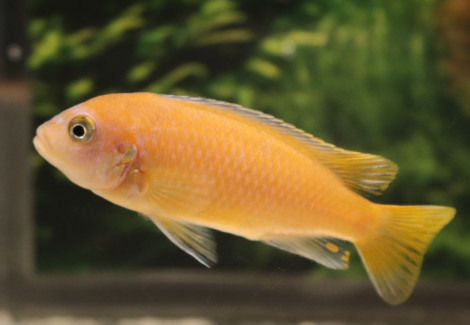Metriaclima Sp. Magunga M