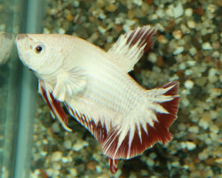 Betta Sp. Plakat Red Snow Maschio Xl