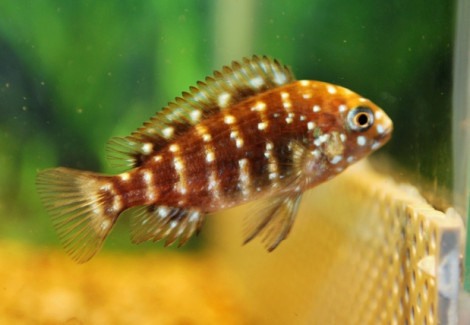 Tropheus Duboisi S/M