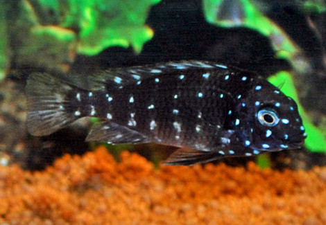 Tropheus Duboisi Maswa S/M