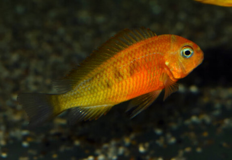 Tropheus Kiriza Gold S/M