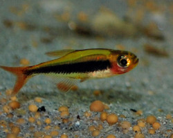 Tucanoichthys Tucano S