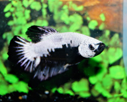 Betta Sp. Plakat Black Samurai Maschio Xl