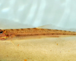 Acantopsis Dialuzona Xxl
