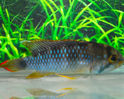 Apistogramma Panduro Select Only Male L